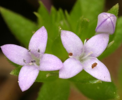 Sherardia arvensis