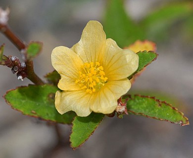 Sida spinosa