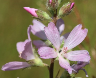 Sidalcea campestris