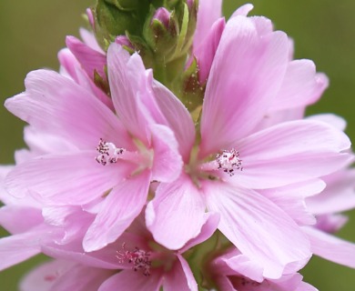 Sidalcea oregana