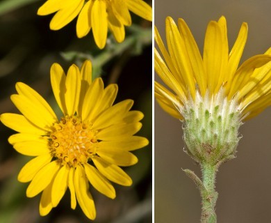 Sideranthus spinulosus