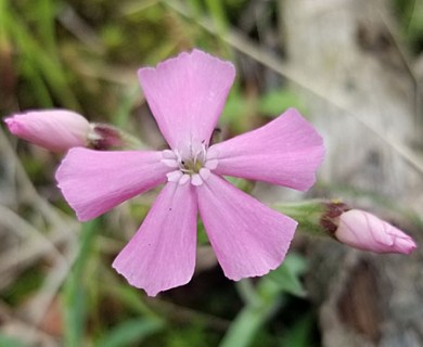 Silene caroliniana