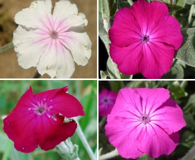 Silene coronaria