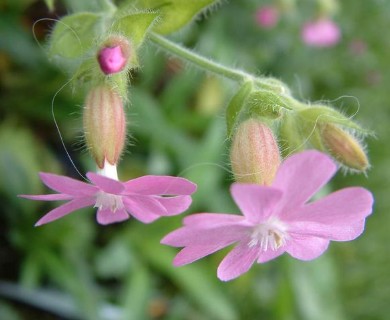 Silene dioica