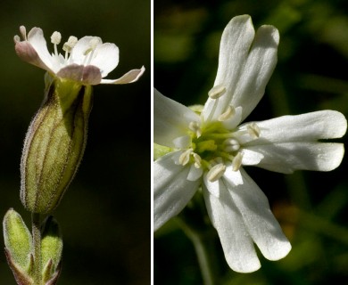 Silene douglasii