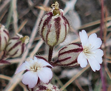 Silene involucrata