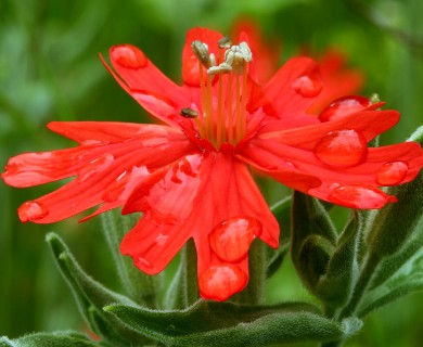 Silene laciniata