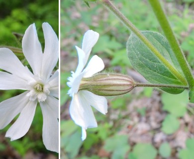 Silene noctiflora