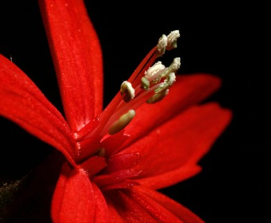 Silene virginica