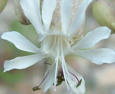 Silene vulgaris