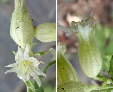 Silene williamsii