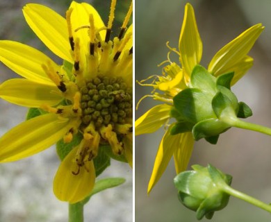 Silphium compositum