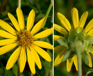 Silphium integrifolium