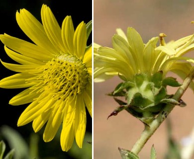 Silphium laciniatum