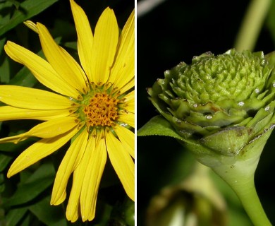 Silphium perfoliatum