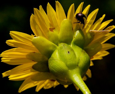 Silphium terebinthinaceum