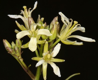 Sisymbrium altissimum