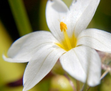 Sisyrinchium albidum