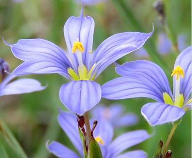 Sisyrinchium atlanticum