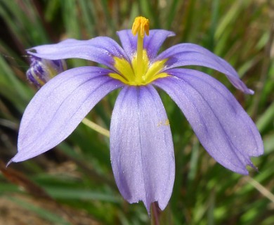 Sisyrinchium bellum