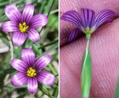 Sisyrinchium scabrum
