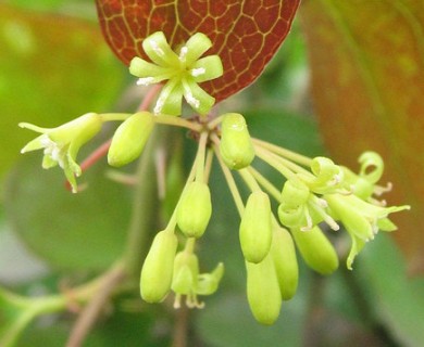 Smilax bona-nox