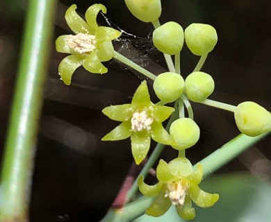 Smilax glauca