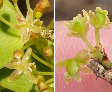 Smilax havanensis