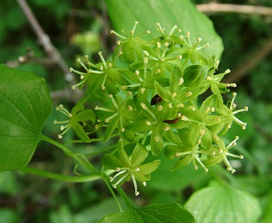 Smilax herbacea