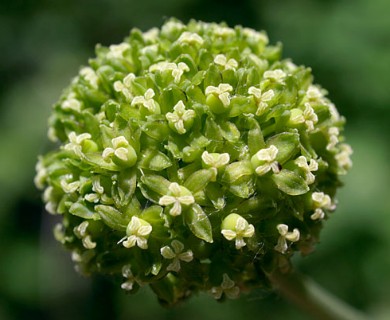 Smilax lasioneura