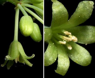 Smilax rotundifolia