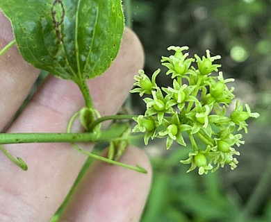 Smilax tamnoides