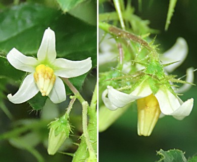 Solanum capsicoides