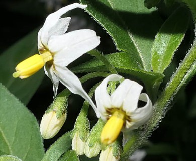 Solanum chenopodioides