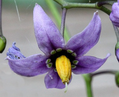 Solanum dulcamara