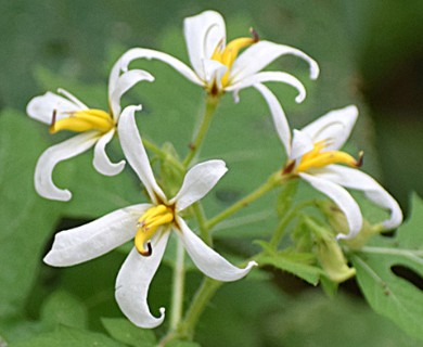 Solanum grayi