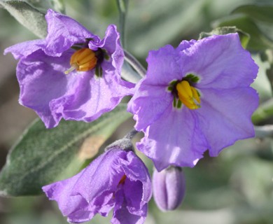 Solanum umbelliferum