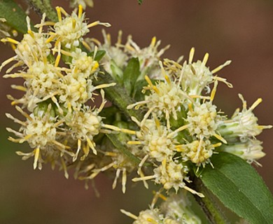 Solidago bicolor