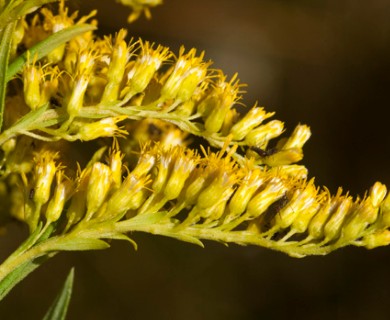 Solidago canadensis