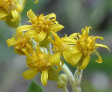 Solidago elongata