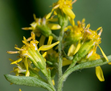 Solidago flexicaulis