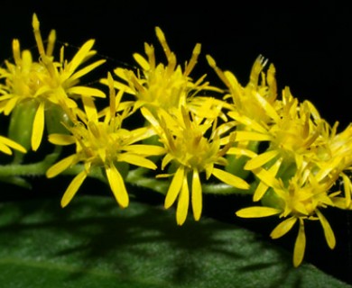 Solidago gigantea