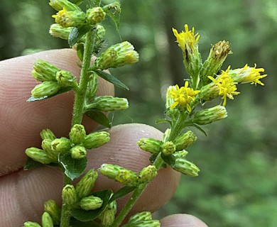 Solidago hispida