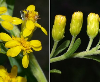 Solidago nemoralis