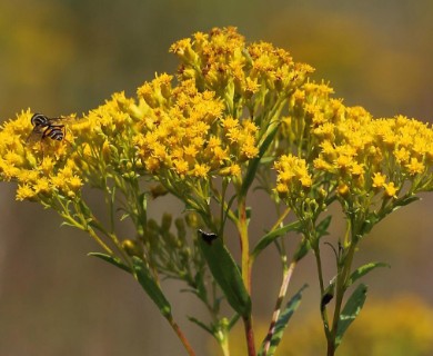 Solidago ohioensis