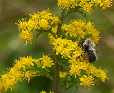 Solidago patula