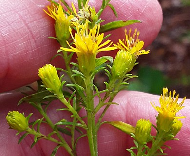 Solidago petiolaris