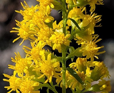 Solidago puberula