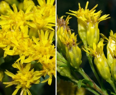 Solidago riddellii