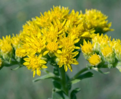 Solidago rigida